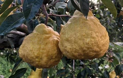 进口比利时丑梨,最好的丑梨品种