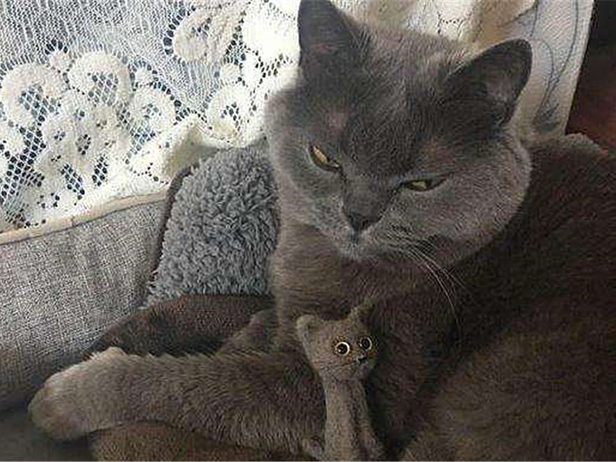 解决猫毛过敏最佳办法,猫毛会导致脸部过敏吗