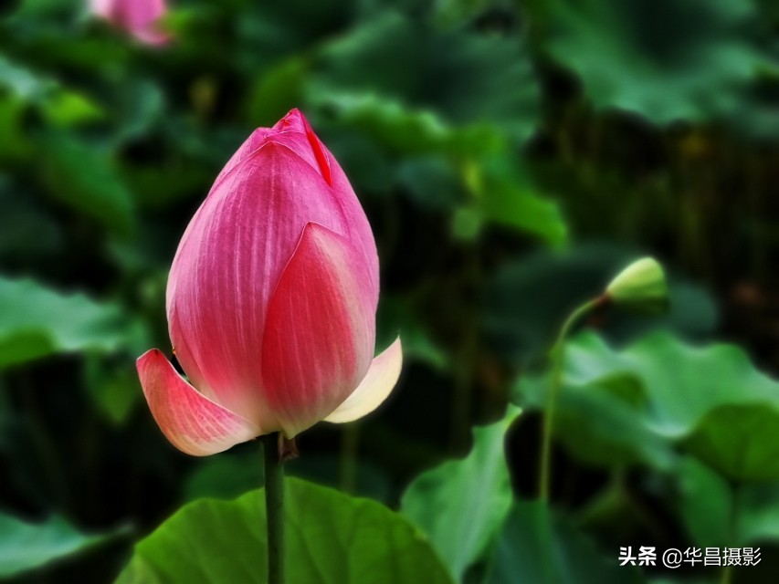 北京禧园：秋日荷花婀娜多姿惹人醉