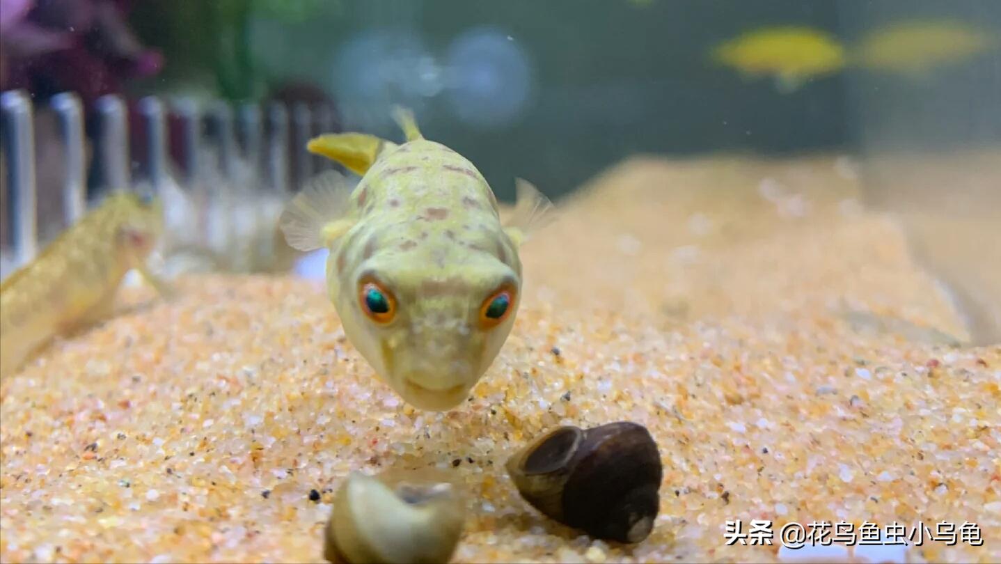 世界上最聪明的狗头鱼,斑马狗头鱼和罗汉鱼哪个互动性好