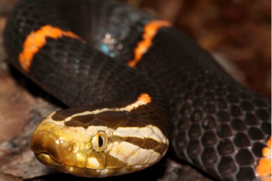 白头蝰蛇和五步蛇哪个毒性更强,白头蝰蛇毒性在中国排第几