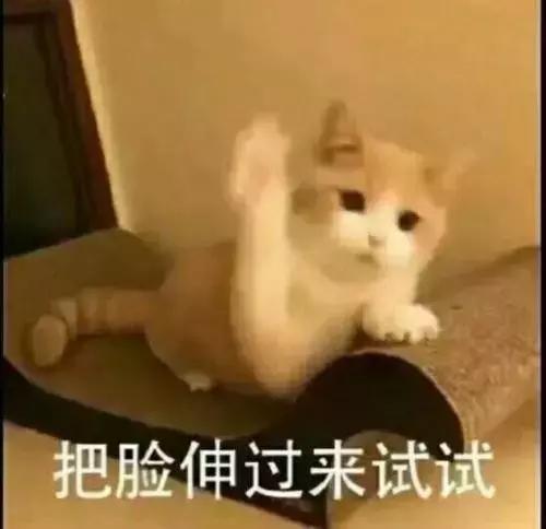 猫咪舔人又咬是什么意思啊,猫咪拿舌头舔主人的手代表什么