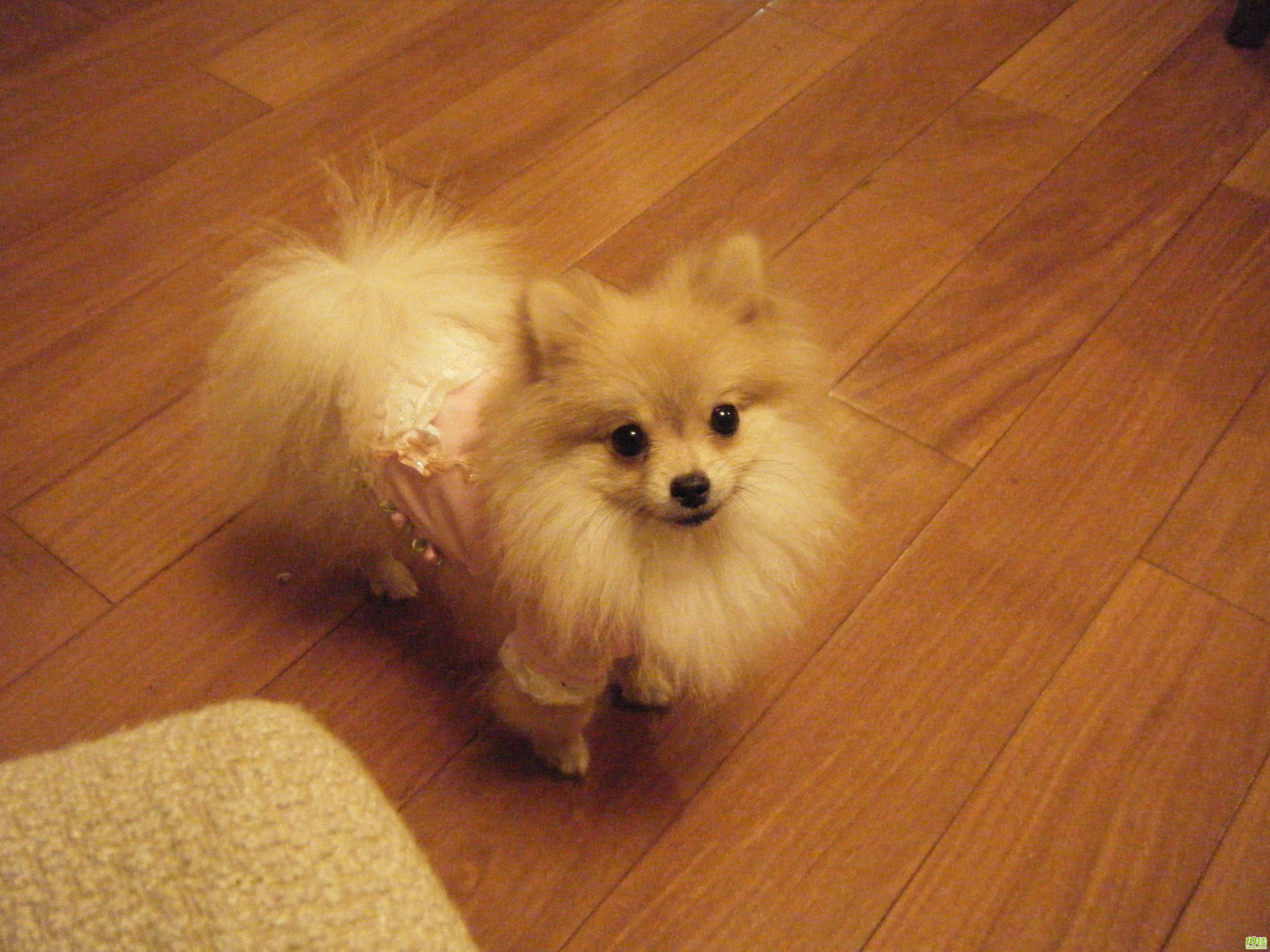 博美犬为什么不建议养母狗,养博美犬前要注意什么细节