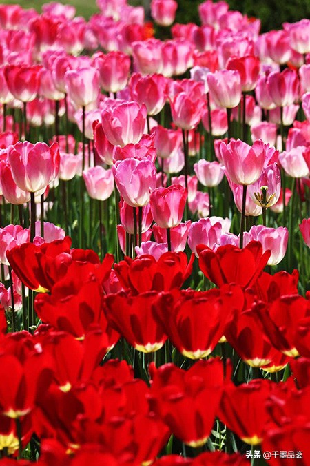 静物摄影作品欣赏郁金香,郁金香的摄影作品欣赏