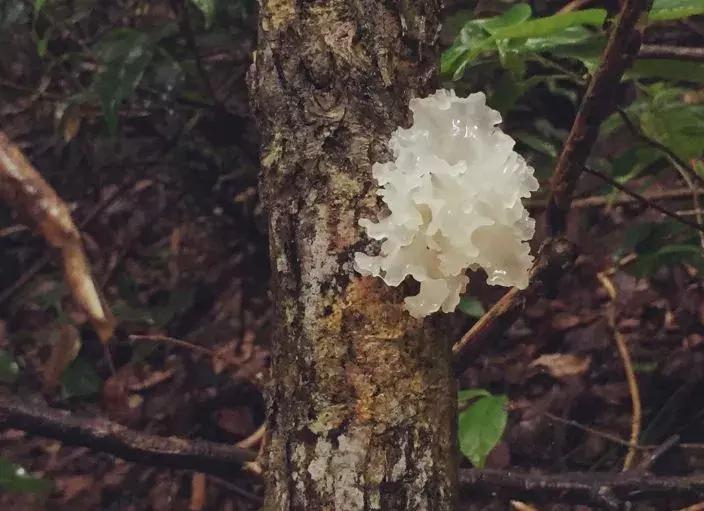 四川巴中为什么被誉为红军之乡,四川巴中出名吗