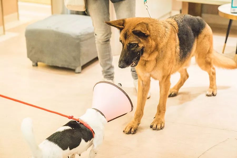 救流浪狗的真实记录,一外国人来中国救助流浪狗