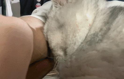 猫咪没坏心眼视频,猫咪没有坏心思在线阅读