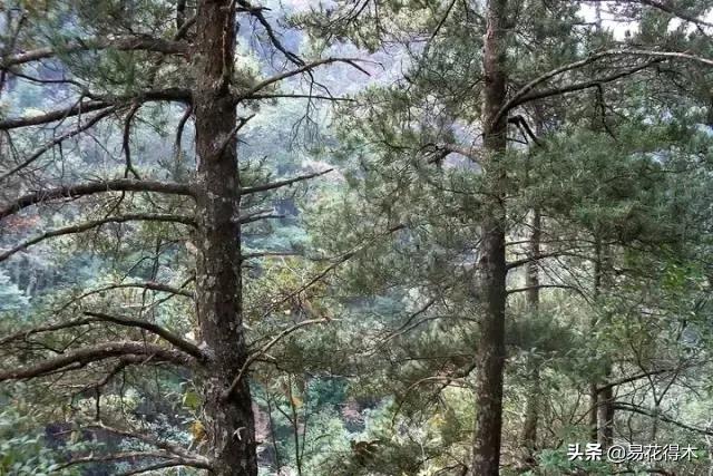 红豆杉和水杉有什么区别,红豆杉和水杉怎么辨别