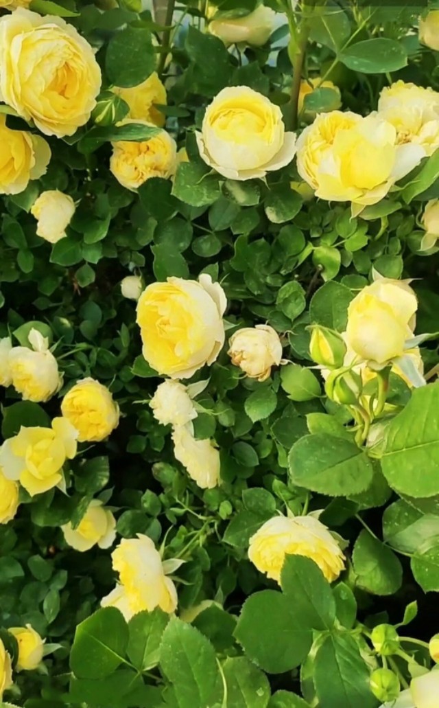 夏天美丽的花,漂亮的花儿开放时间