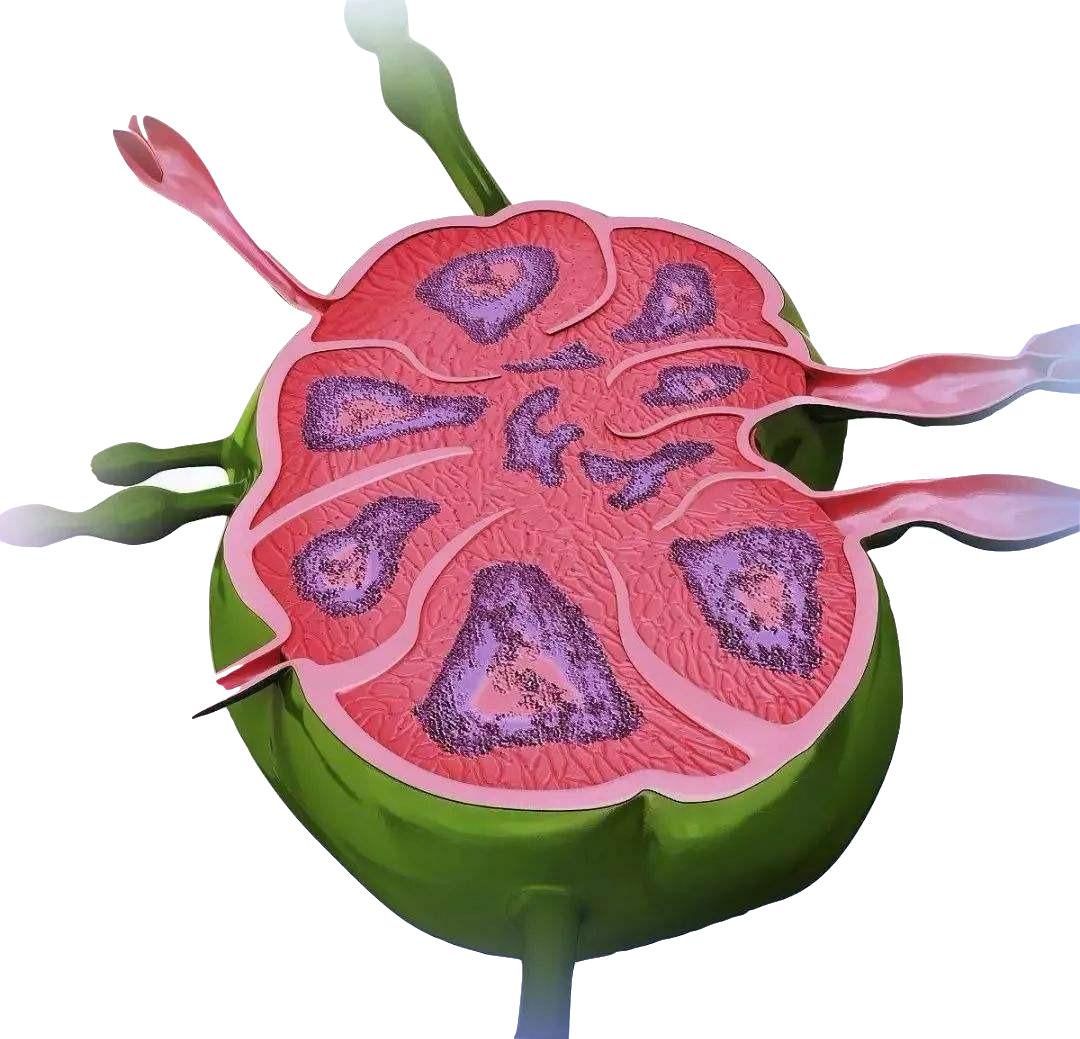 小孩肠系膜淋巴结炎腹痛怎么办,肠系膜淋巴结炎和小儿疳积