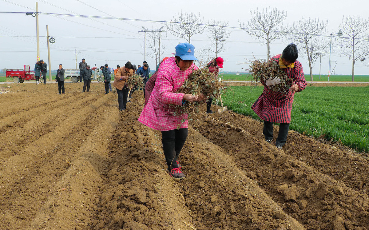 种植艾草前景,种植艾叶前景怎么样