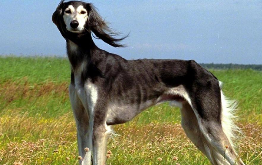 中国细犬为什么禁养,中国细犬在哪里禁养