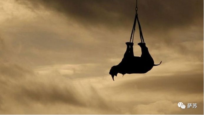 四脚倒挂吊上天运800英里？人类这般虐犀牛，背后的原因听了心酸