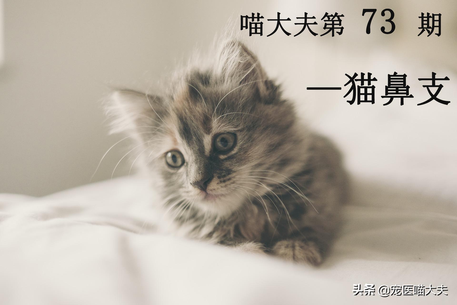 猫鼻支症状治愈后还打喷嚏怎么办,猫鼻支的原因及治疗方法