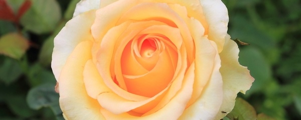 月季爬藤怎么养长得好看些,最好养的月季品种