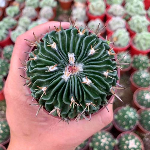 仙人掌开花美图,仙人掌介绍60多种独特的仙人掌