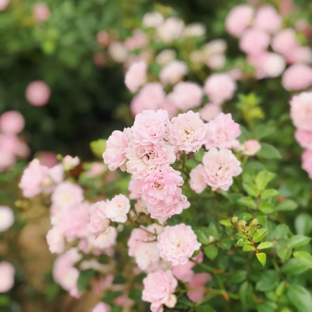 西安草滩马尔代夫,咸阳沙滩马尔代夫