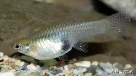 鱼缸油膜用什么植物去除,鱼缸油膜处理有用吗