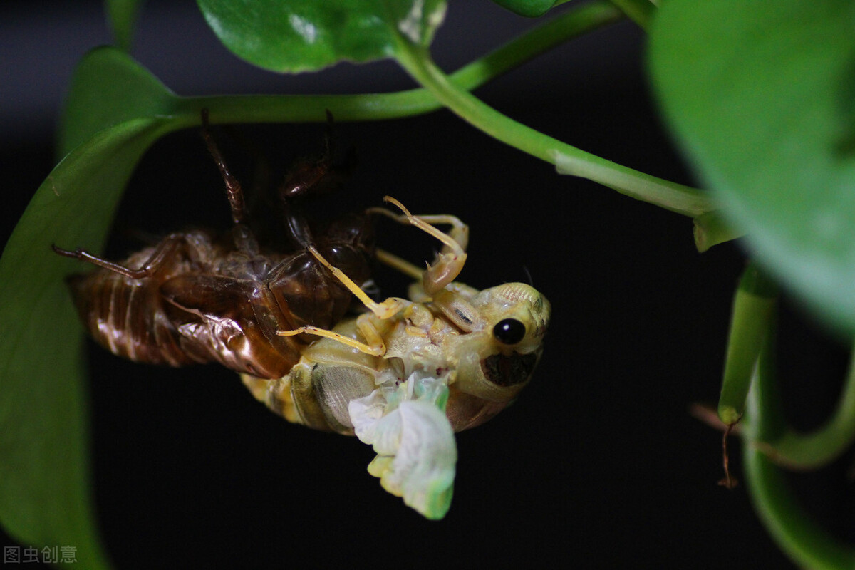 夏天印象,夏天印象的视频