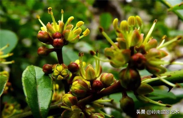 杂木盆景也毫不逊色,杂木盆景值钱吗