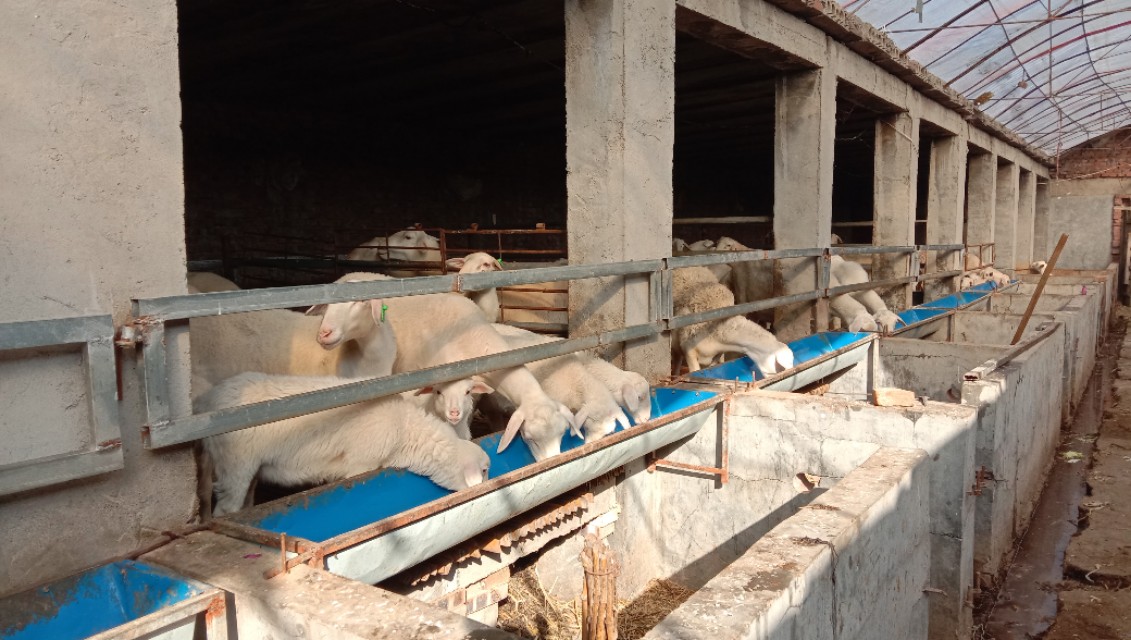 怎么观察羊是否怀孕,如何观察母羊是否怀孕