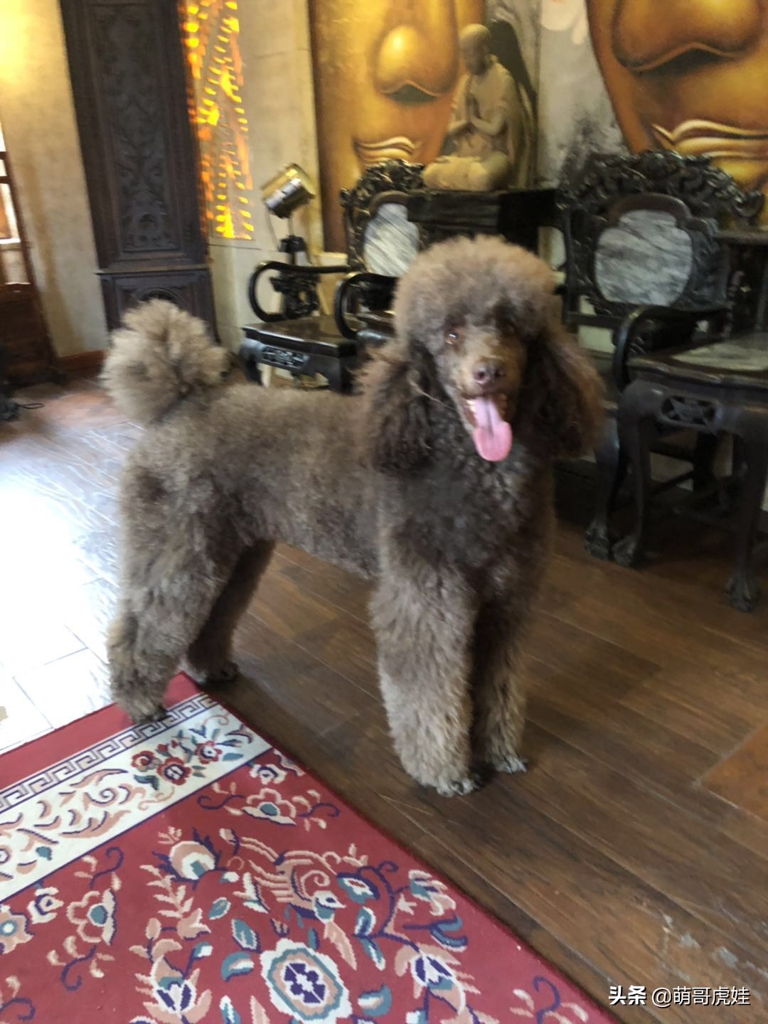 巨型贵宾遇到陌生的人乱咬怎么办,客人被猫抓伤打疫苗