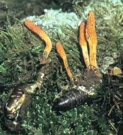 虫草花成分和虫草一样吗,虫草花跟虫草有什么区别