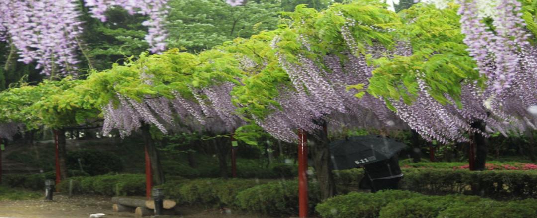 长穗紫藤花的养殖方法,紫藤花日常养护知识点