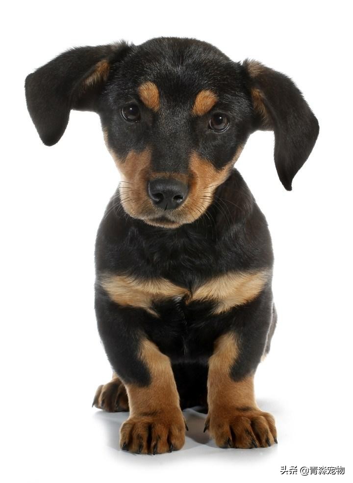 小孩长双排牙乳牙要拔掉有危险吗,小狗双排牙