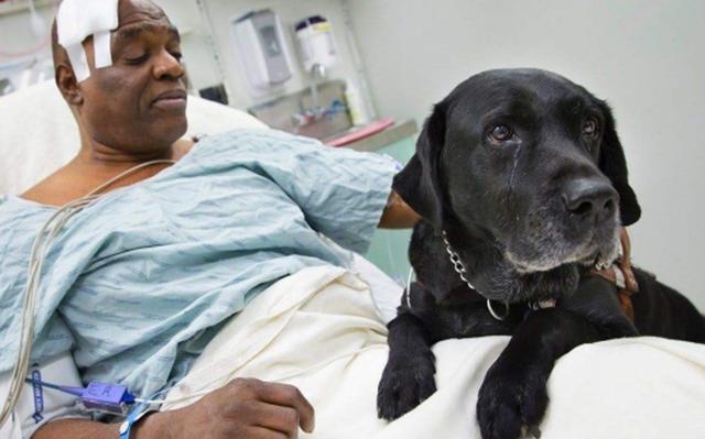 养狗的20大坏处视频,养狗黑背值得养吗