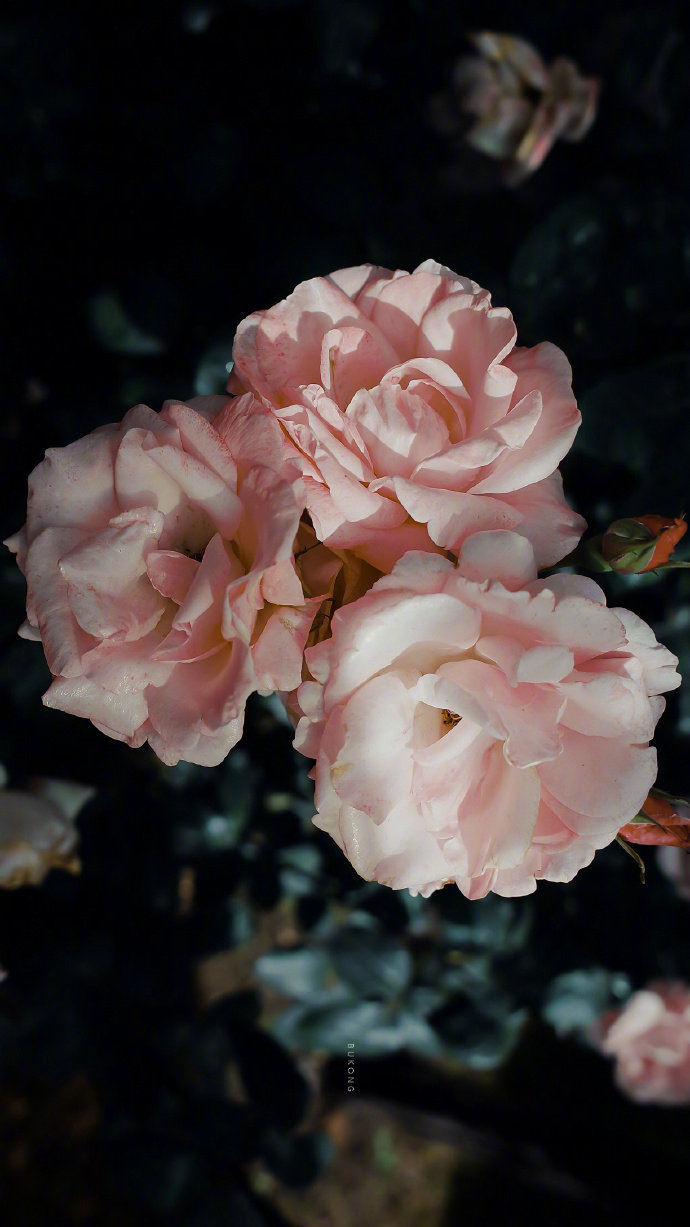 你了解卵巢吗,你了解女人吗怎么回答