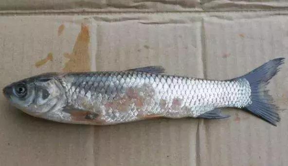 主养草鱼的池塘可以种水草吗,草鱼赤皮病图片