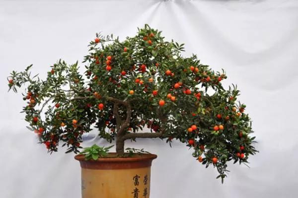 冬珊瑚用什么土栽培,冬珊瑚怎么保养