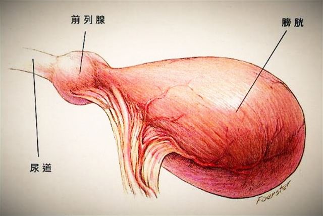 尿频尿急是前列腺炎吗挂什么科,尿频是前列腺炎的概率多大