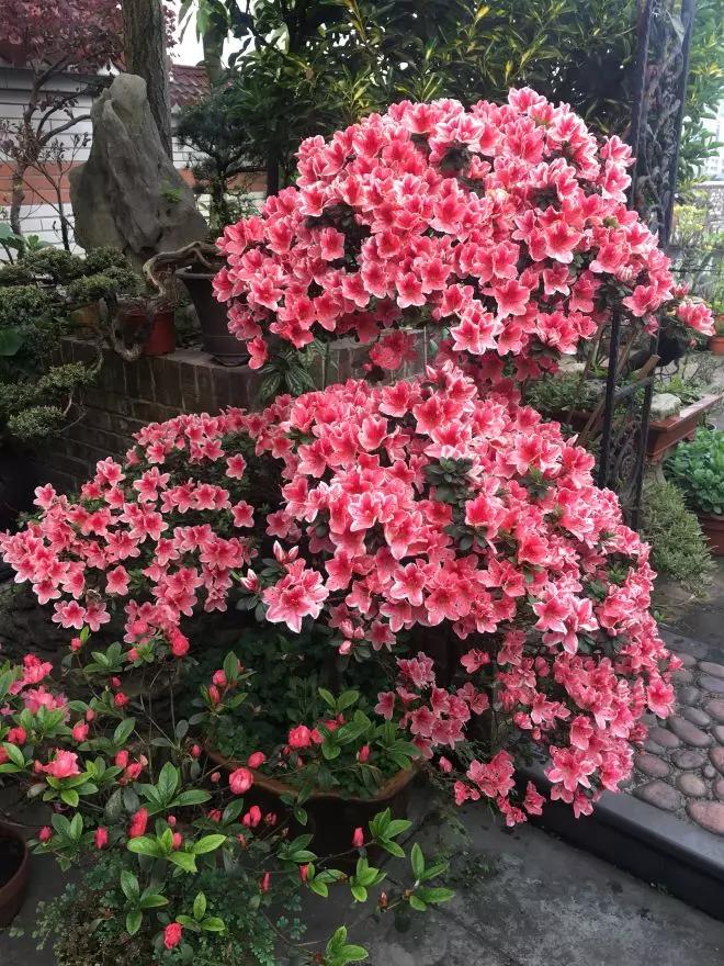 叶子变黄有绿点,叶子发黄维生素