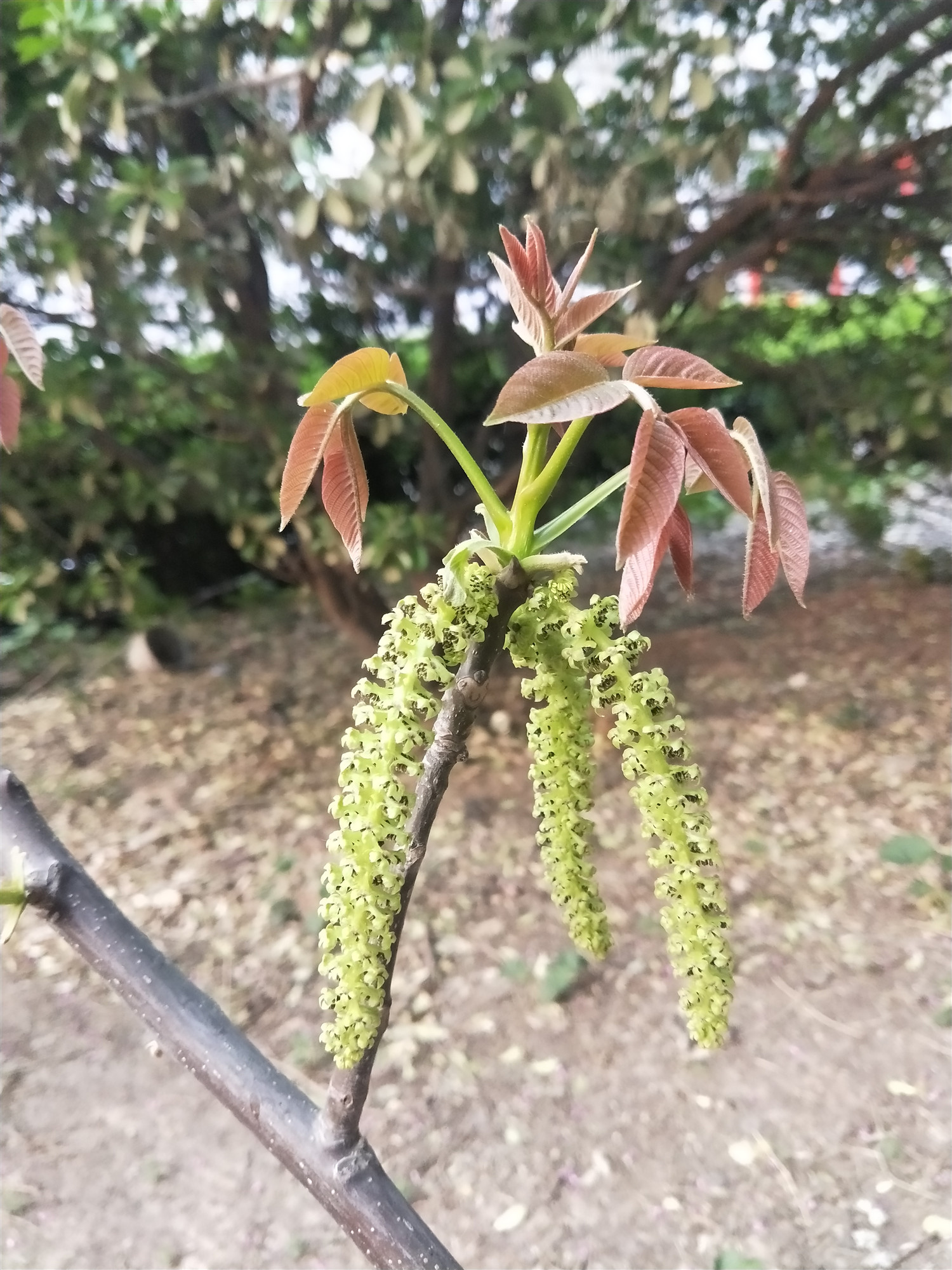 中药科普之核桃,有关核桃的药用知识