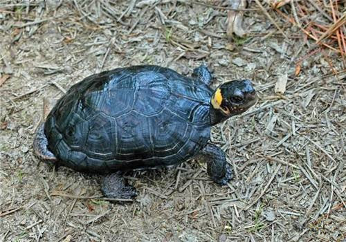 牢底坐穿系列,养一只就会坐牢,快看下你家有没有这些乌龟