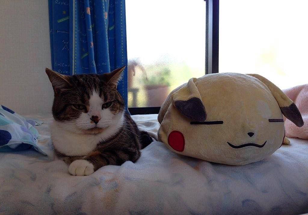 猫咪有毛怎么还怕冷,别看猫咪那么多毛猫咪是很怕冷的