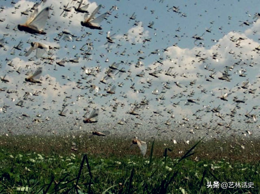 最常引起蝗灾的蝗虫,最严重的蝗虫虫灾