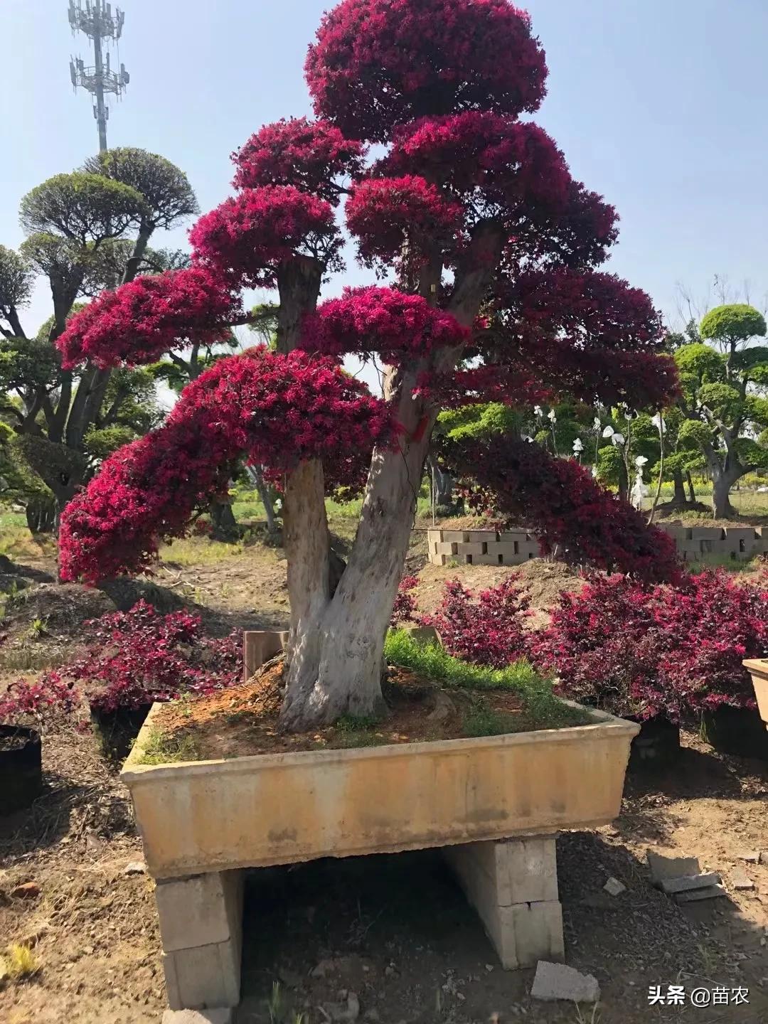 红花檵木小老桩批发,精品红花檵木老桩盆景
