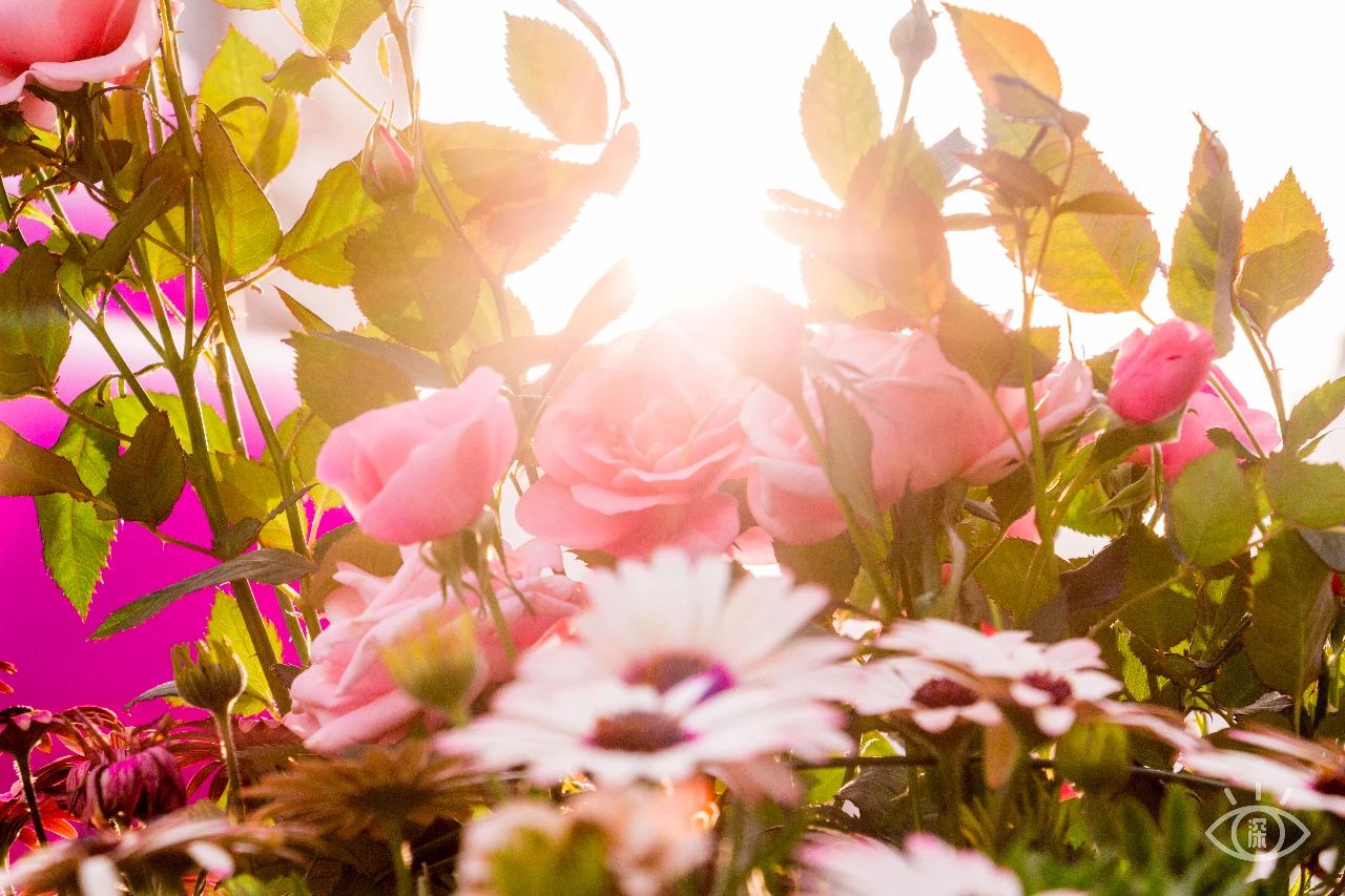 深圳各区最美的地方,深圳6个绝美地方