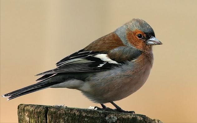 广东常见鸟类图谱和名称图文,东江揽胜鸟类