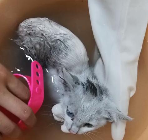 救助流浪猫被粘鼠胶,流浪猫被好心人收养后变成粘人