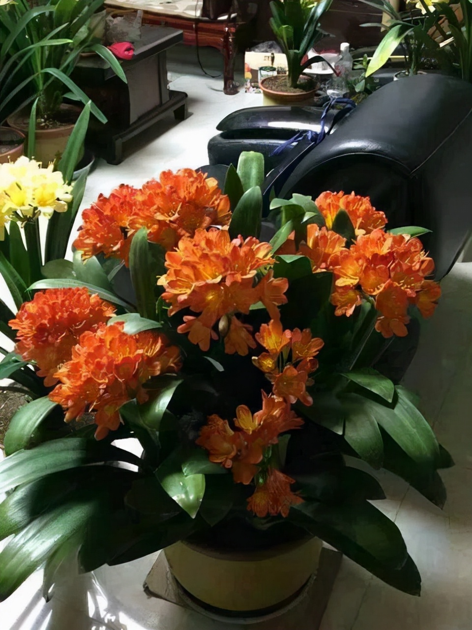 富贵花哪种最好养,4种富贵花华丽大气