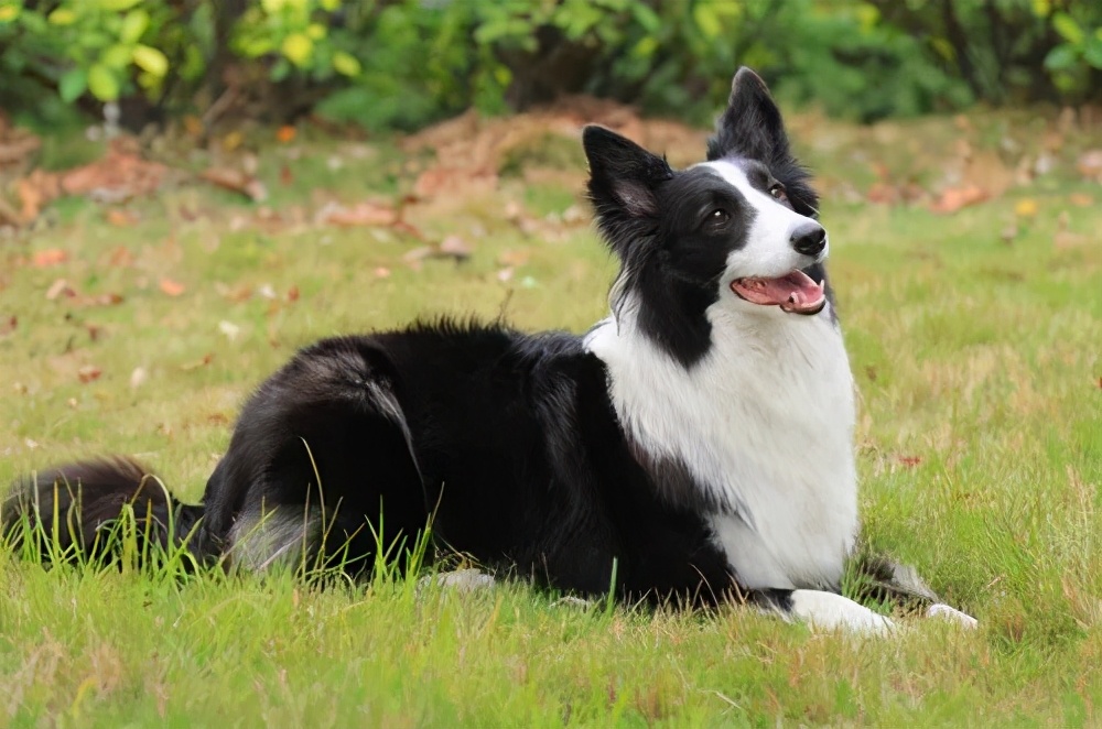 边牧智商第一为什么不做警犬,边牧那么聪明为啥当不了警犬