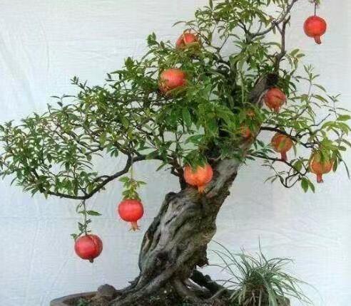 石榴籽盆栽生长过程,石榴籽种盆栽的时间选择