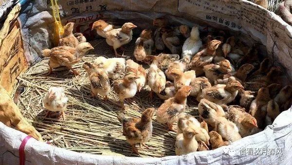 虞姬沟记忆,虞姬沟回忆