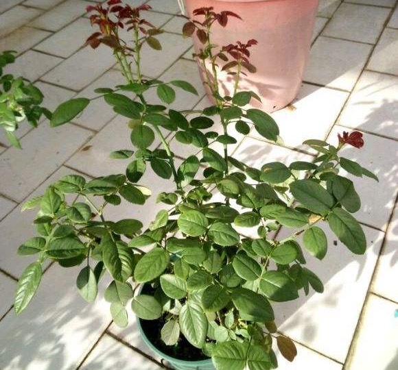 月季苗怎么养壮？记住“2点”，一年长成大盆栽，开花数量多10倍