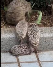 gif动图高清制作,gif动图为什么没声音