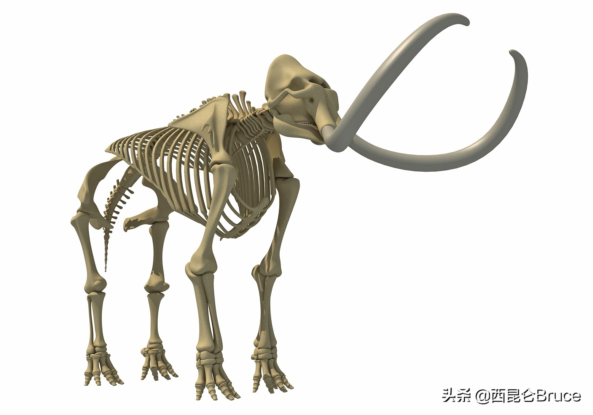 猛犸象还有几年才能复活,猛犸象有望复活